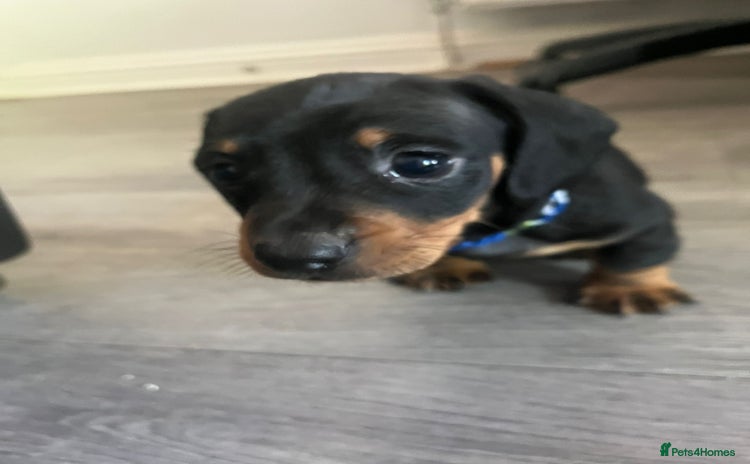 Dachshund dogs - Advert 6