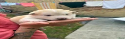 Shepsky dogs for sale: Shepsky Pups in Scarborough - Advert 8