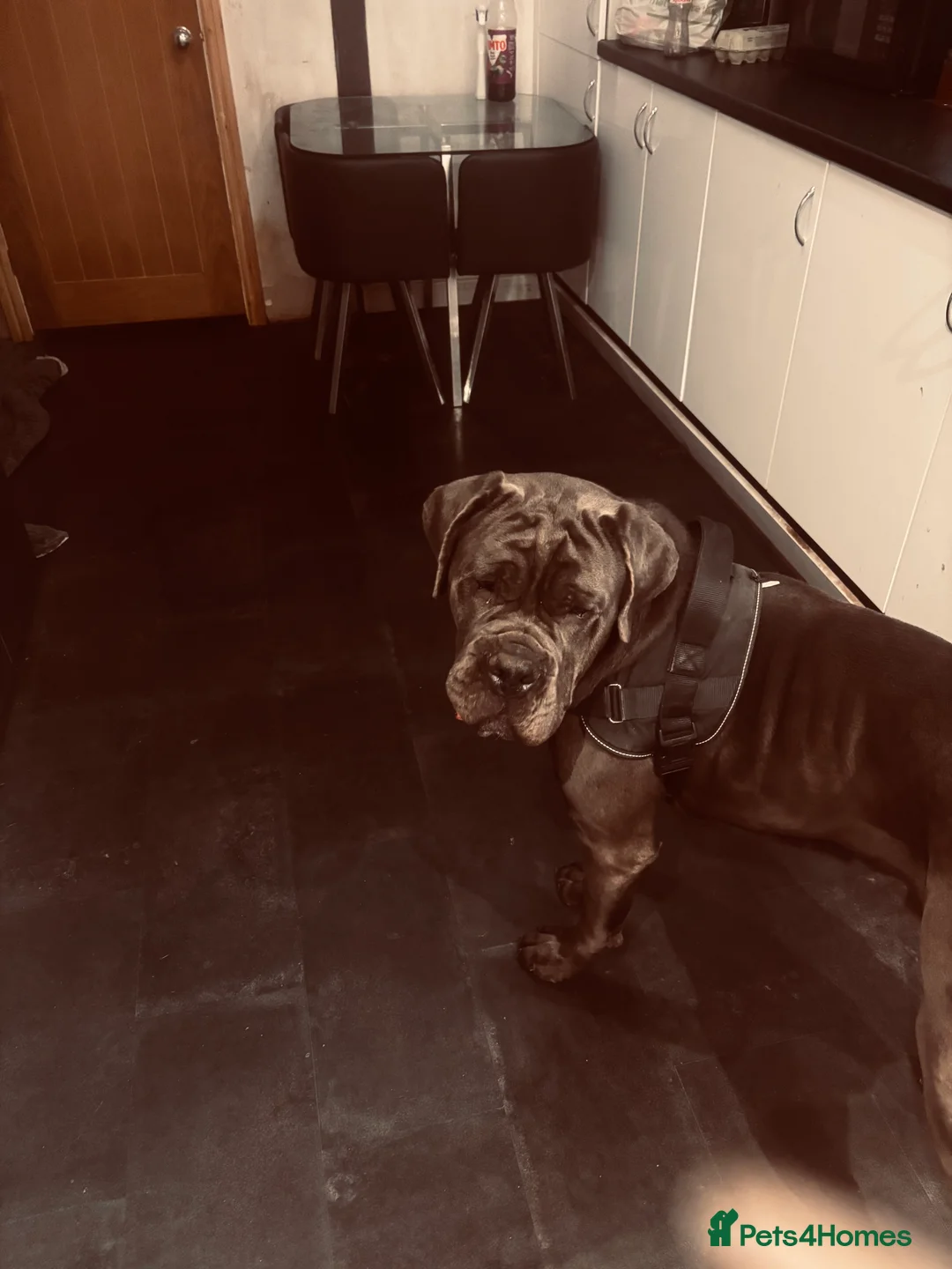 Cane Corso dogs for sale: Blue Entire Male Cane Corso  - Advert 4