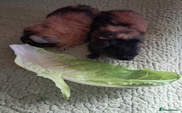 Guinea Pig rodents for sale: BEAUTIFUL BABY TEDDY BOYS  - Image 4