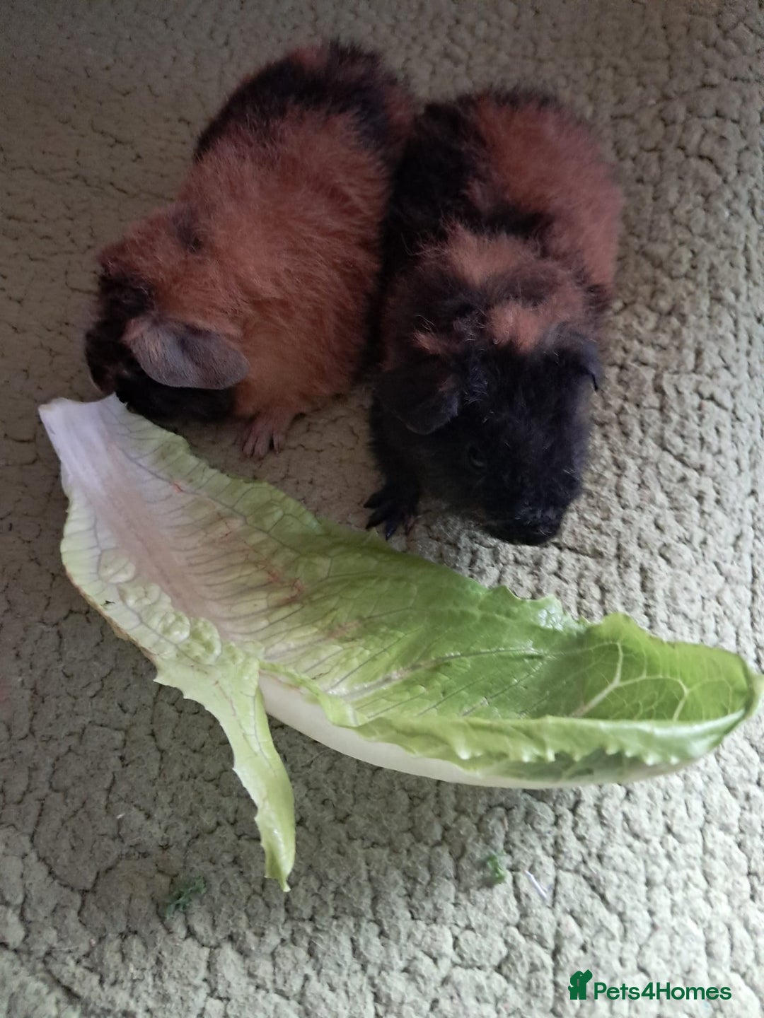 Guinea Pig rodents for sale: BEAUTIFUL BABY TEDDY BOYS  - Image 4