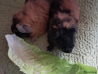 Guinea Pig rodents BEAUTIFUL BABY TEDDY BOYS - Advert 10