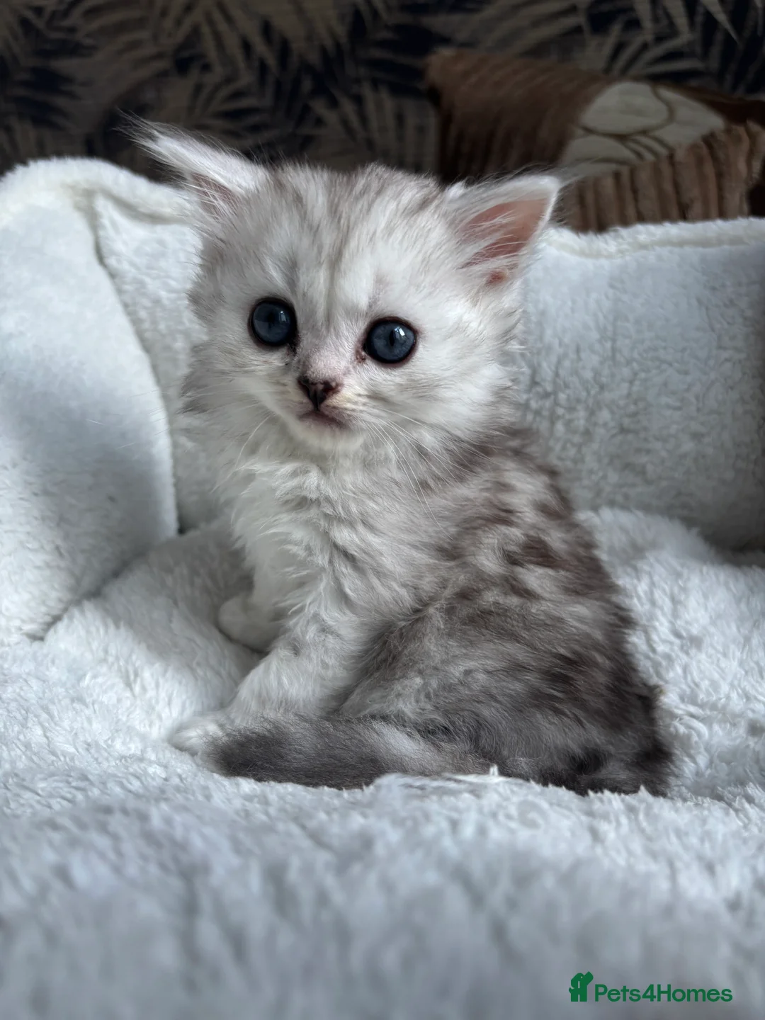 Persian cats for sale: Meet Riri the Persian chinchilla! in Oldham - Advert 5