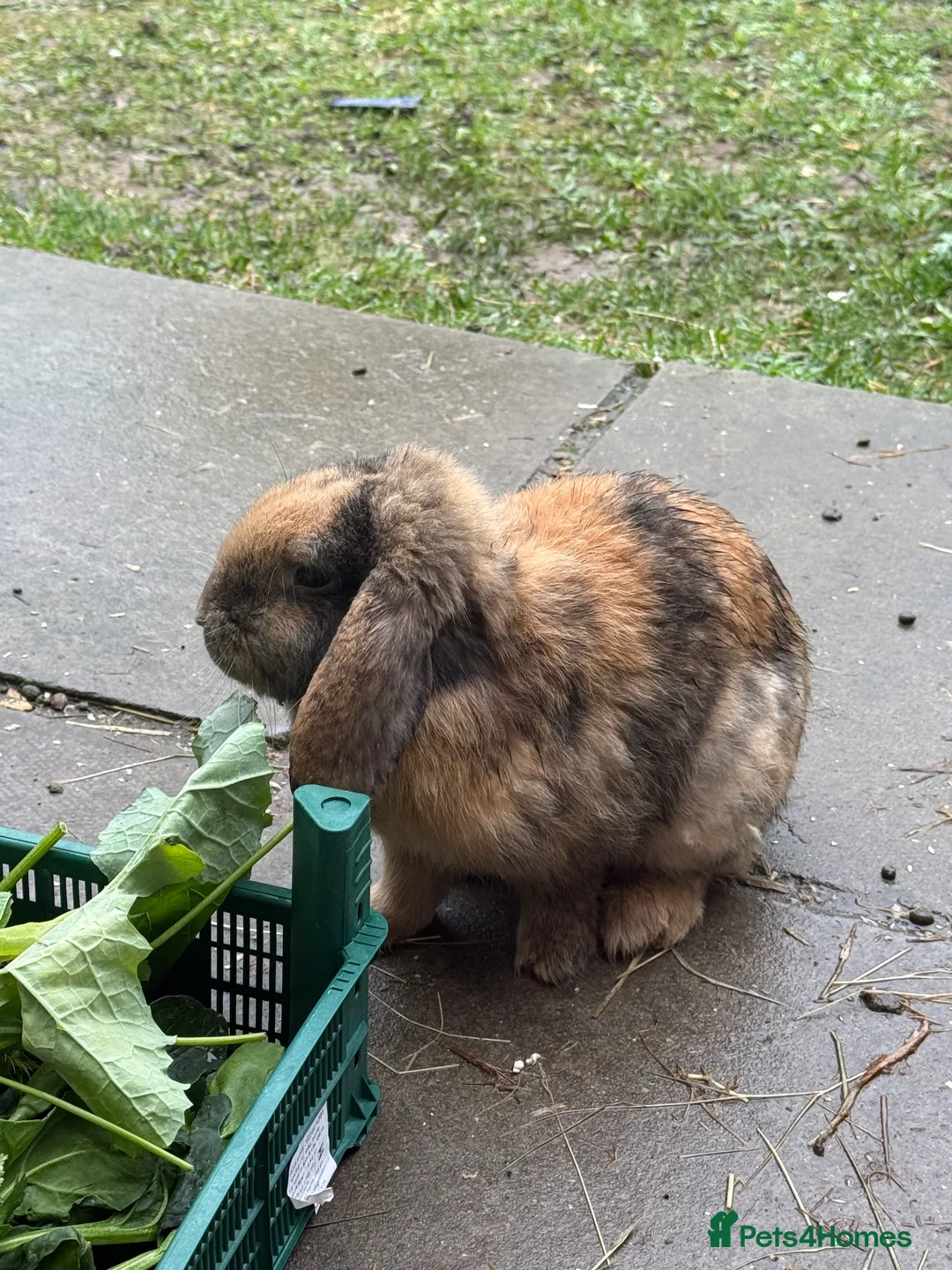 Mini Lop rabbits for sale: Coco pops and honey - Advert 2