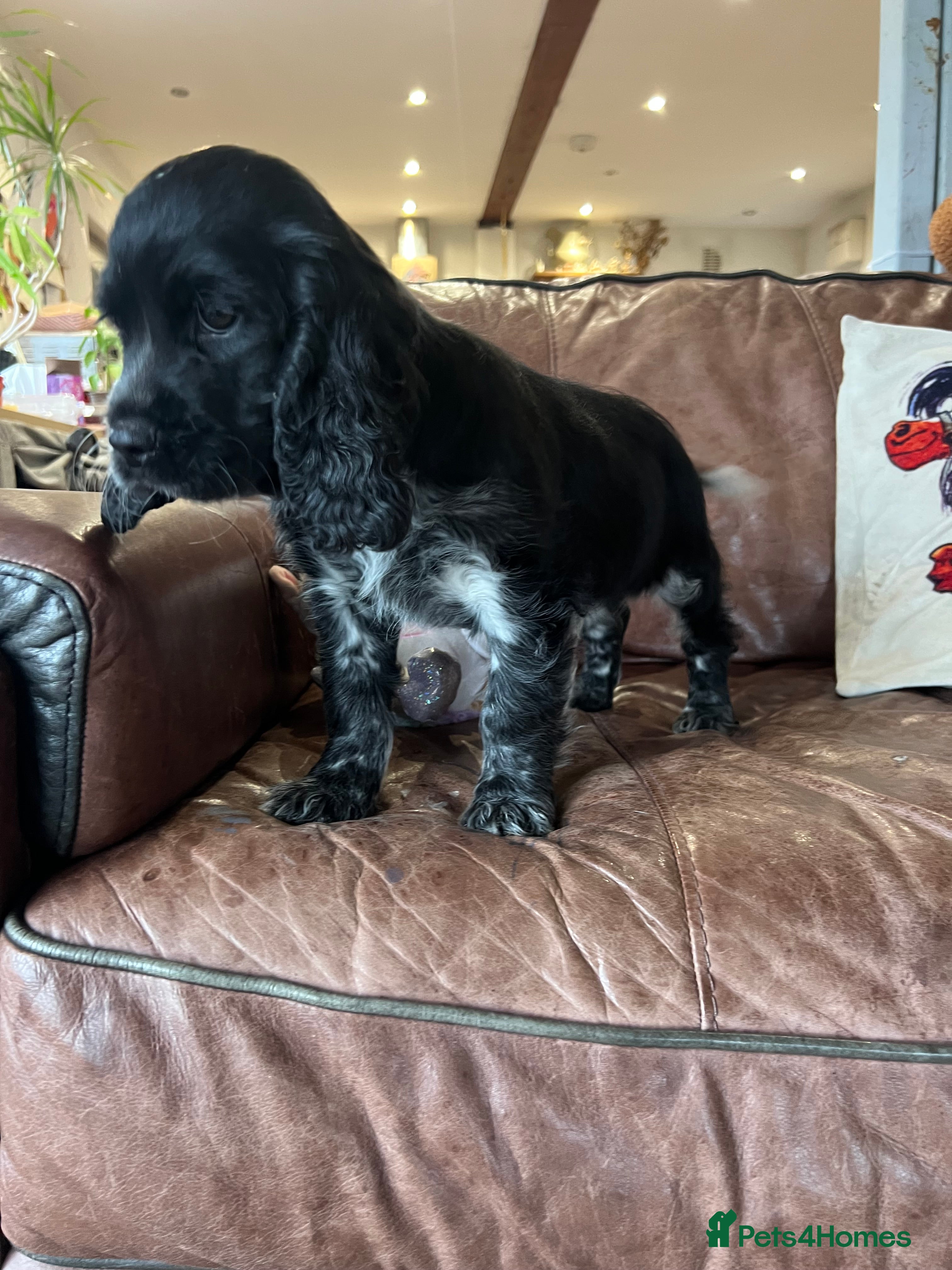 Cocker Spaniel dogs 🐾 Show Cocker Puppy 🐾 - Advert 10