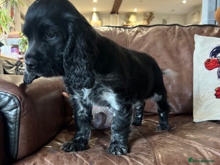 Cocker Spaniel dogs 🐾 Show Cocker Puppy 🐾 - Advert 5