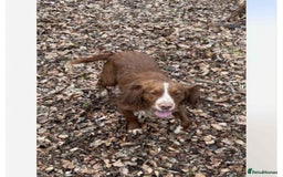 Sprocker dogs for sale: Beautiful working cocker spaniel pups FB1 - Advert 13