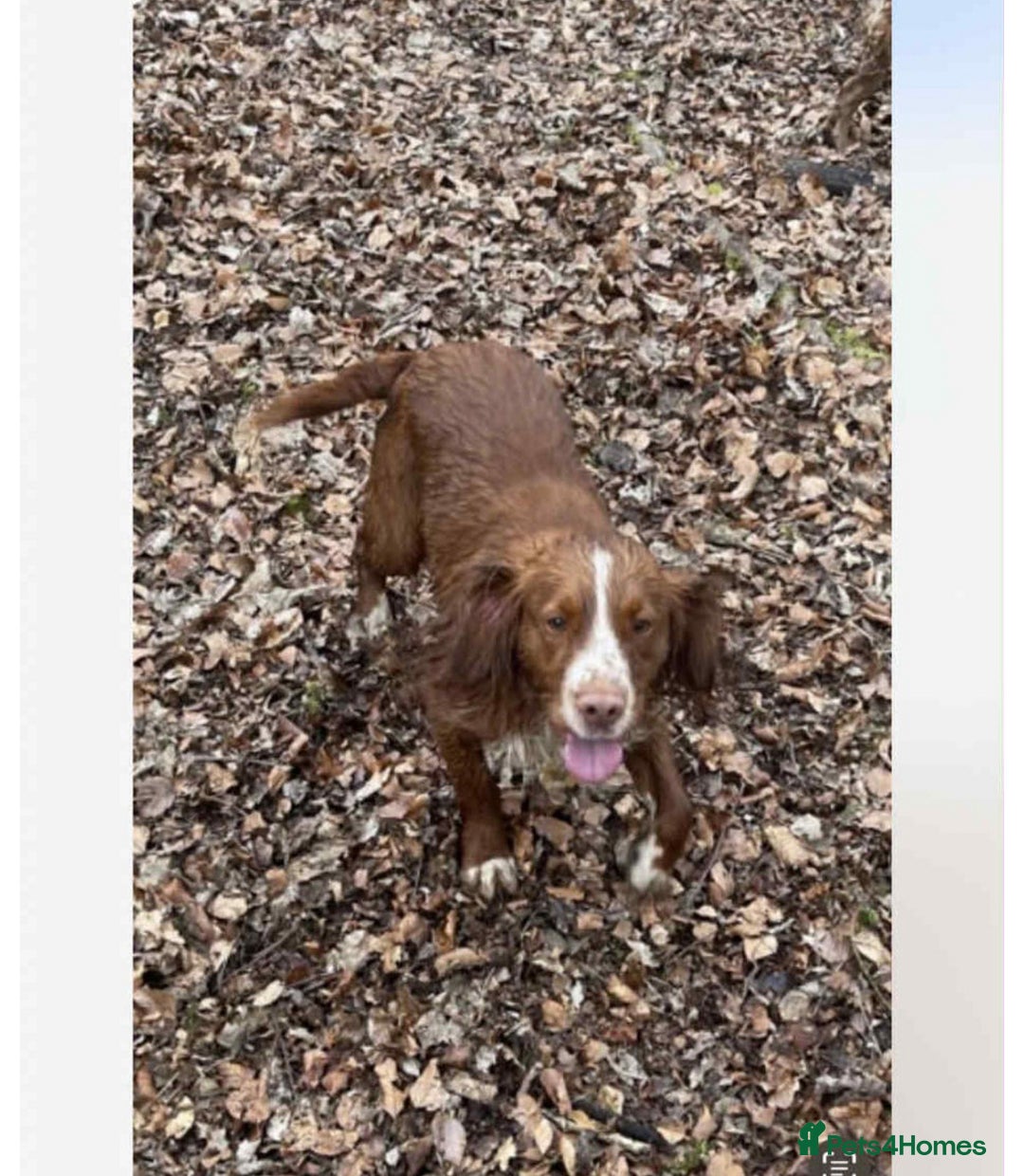 Sprocker dogs for sale: Beautiful working cocker spaniel pups FB1 - Advert 13