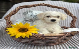 Mixed Breed dogs for sale: Pugalier x miniature schnauzer puppies - Image 1