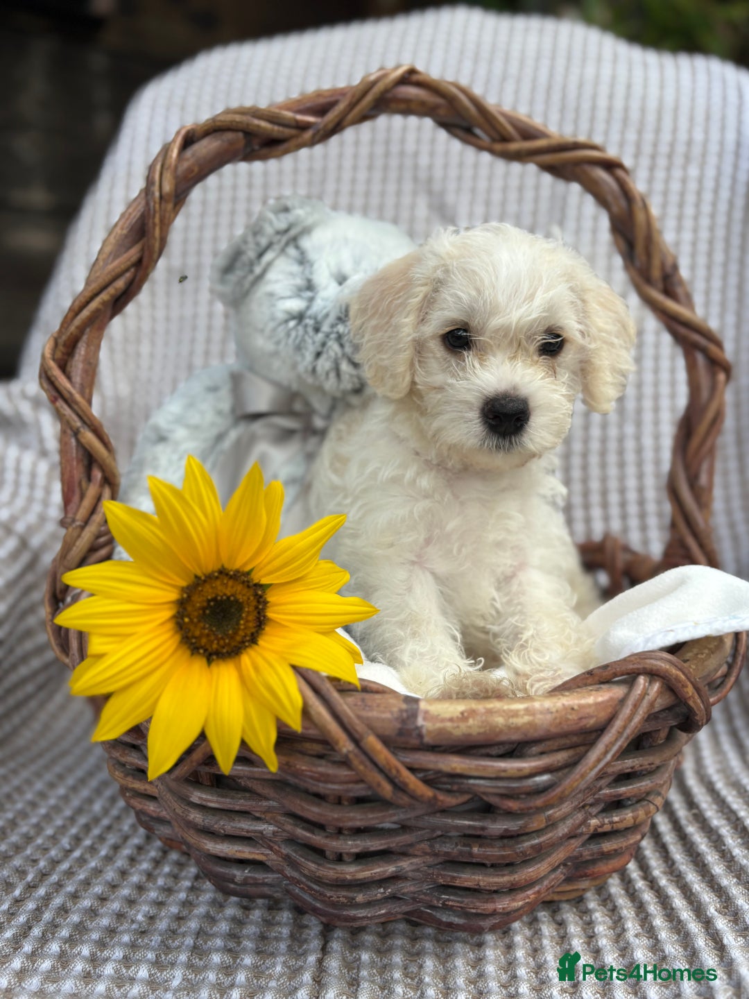 Mixed Breed dogs for sale: Pugalier x miniature schnauzer puppies - Image 1