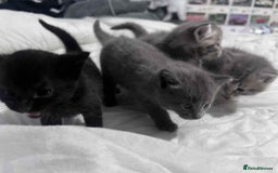 Mixed Breed cats for sale: Kittens for sale - Image 5
