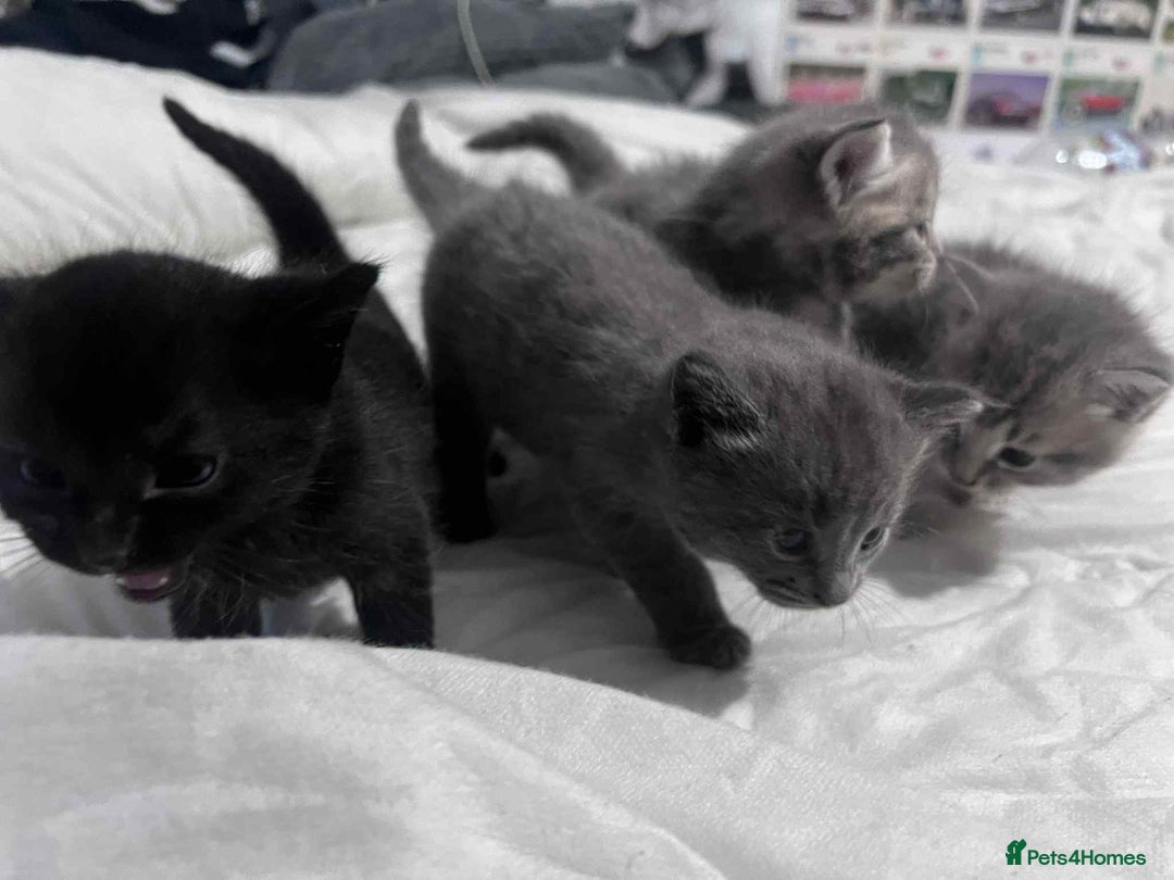 Mixed Breed cats for sale: Kittens for sale - Image 5