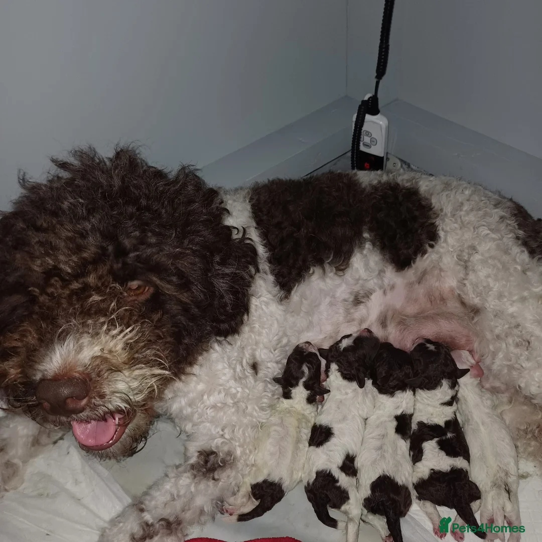 Lagotto Romagnolo dogs for stud: Kc reg  proven dna tested lagotto at stud - Advert 7