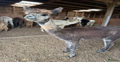 Alpaca livestock - Advert 9