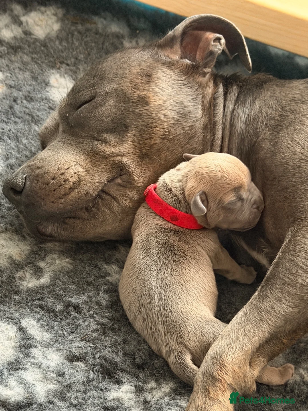 Staffordshire Bull Terrier dogs for sale: STUNNING STAFFORDSHIRE BULLTERRIOR PUPPIES 🐾 in Sutton - Advert 1