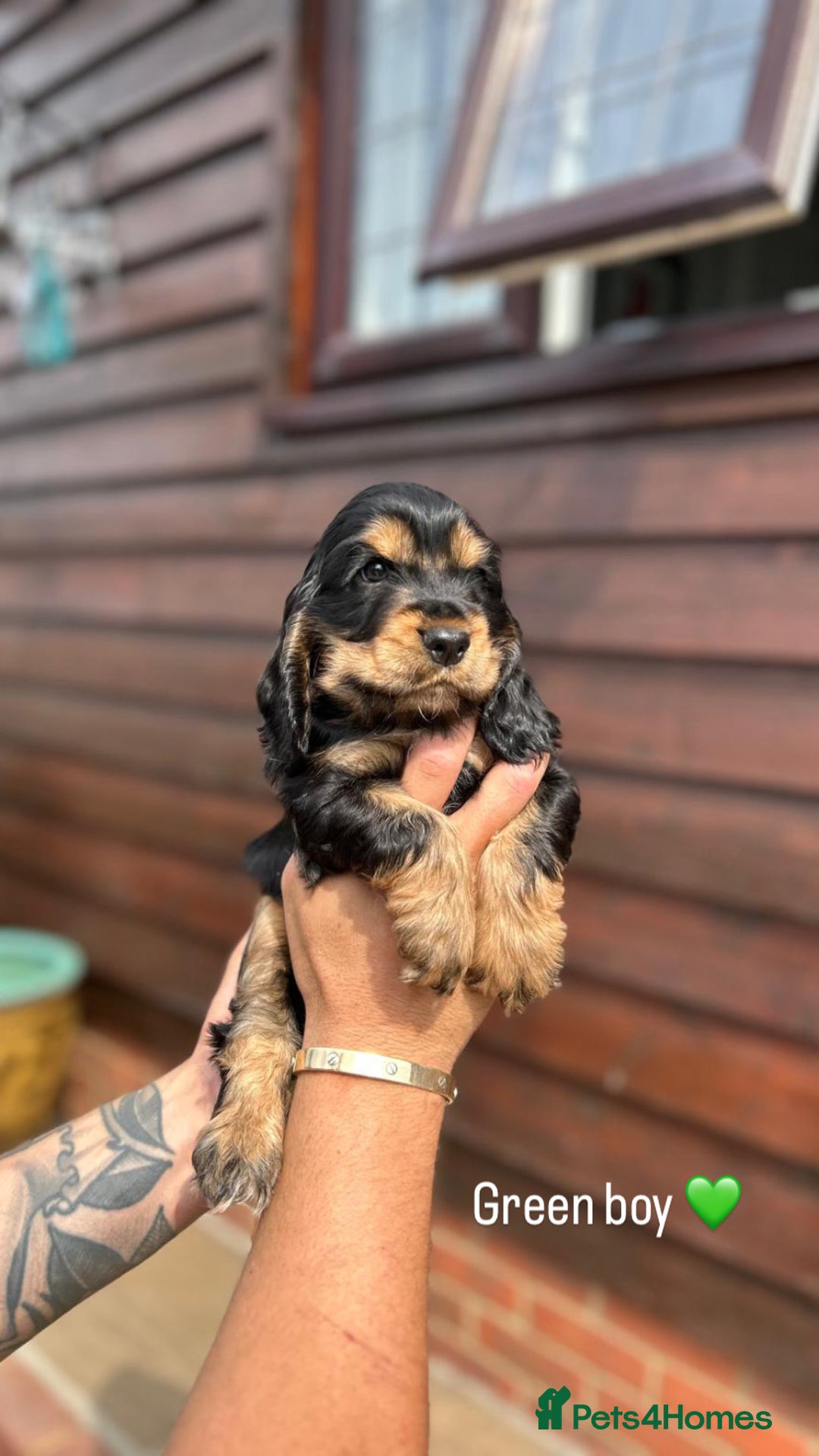 Cocker Spaniel dogs for sale: KC RIZI-BIZI show type European show champ lines - Image 9