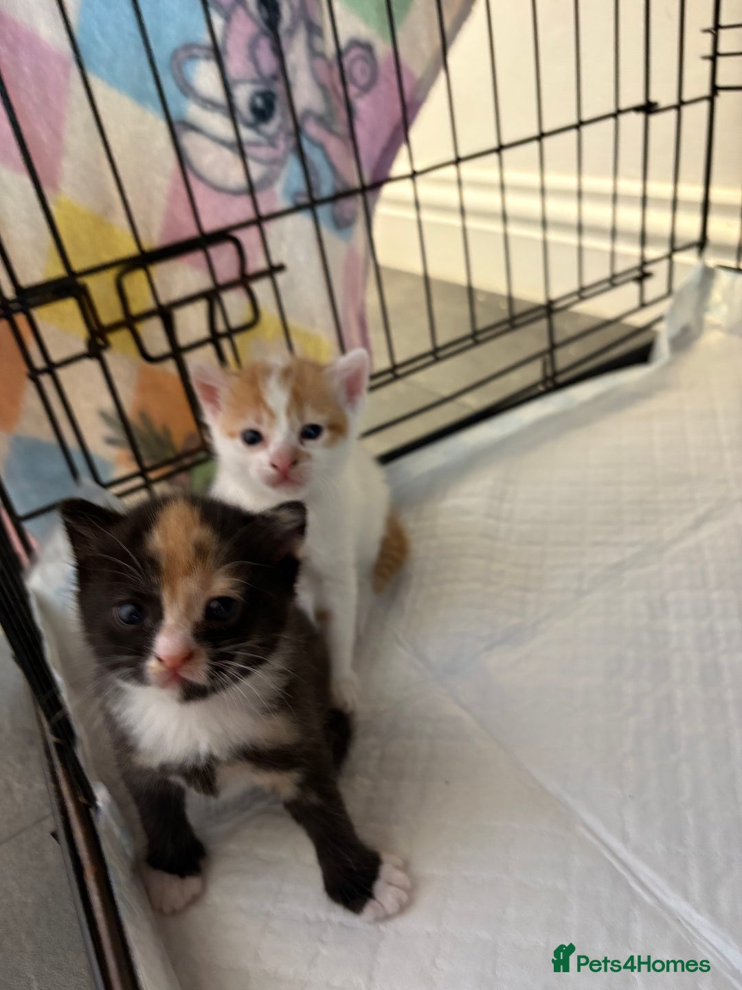 Mixed Breed cats for sale: Gorgeous ginger n mixed colour kittens - Image 22