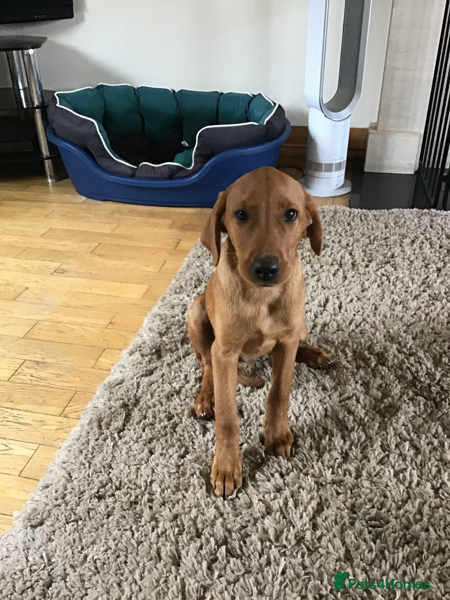 Labrador Retriever dogs STUNNING KC REG FOX RED LABRADOR PUPPIES - Advert 2