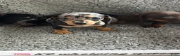Dachshund dogs for sale: 2 gorgeous dappled and 1 brown Dachshund puppies  in Godalming - Advert 4