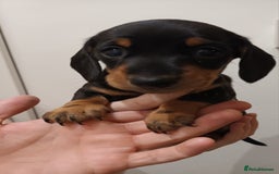 Dachshund dogs for sale: Mini Chocolate dapple sausage/daschunds puppies - Image 9