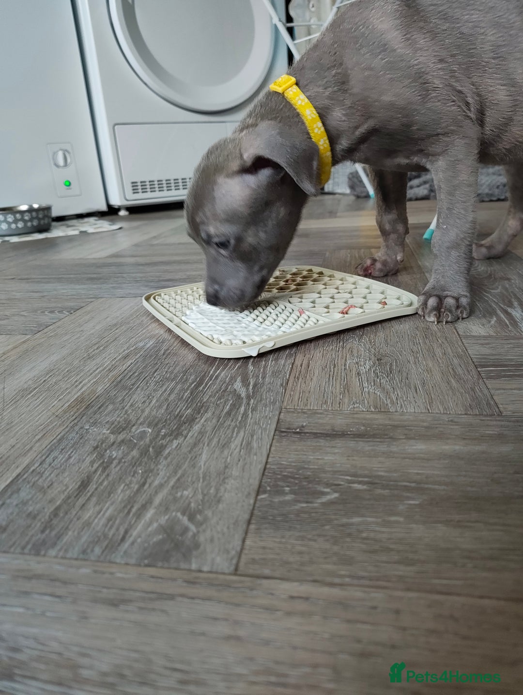 Mixed Breed dogs for sale: Loving puppy looking for her forever home - Advert 5