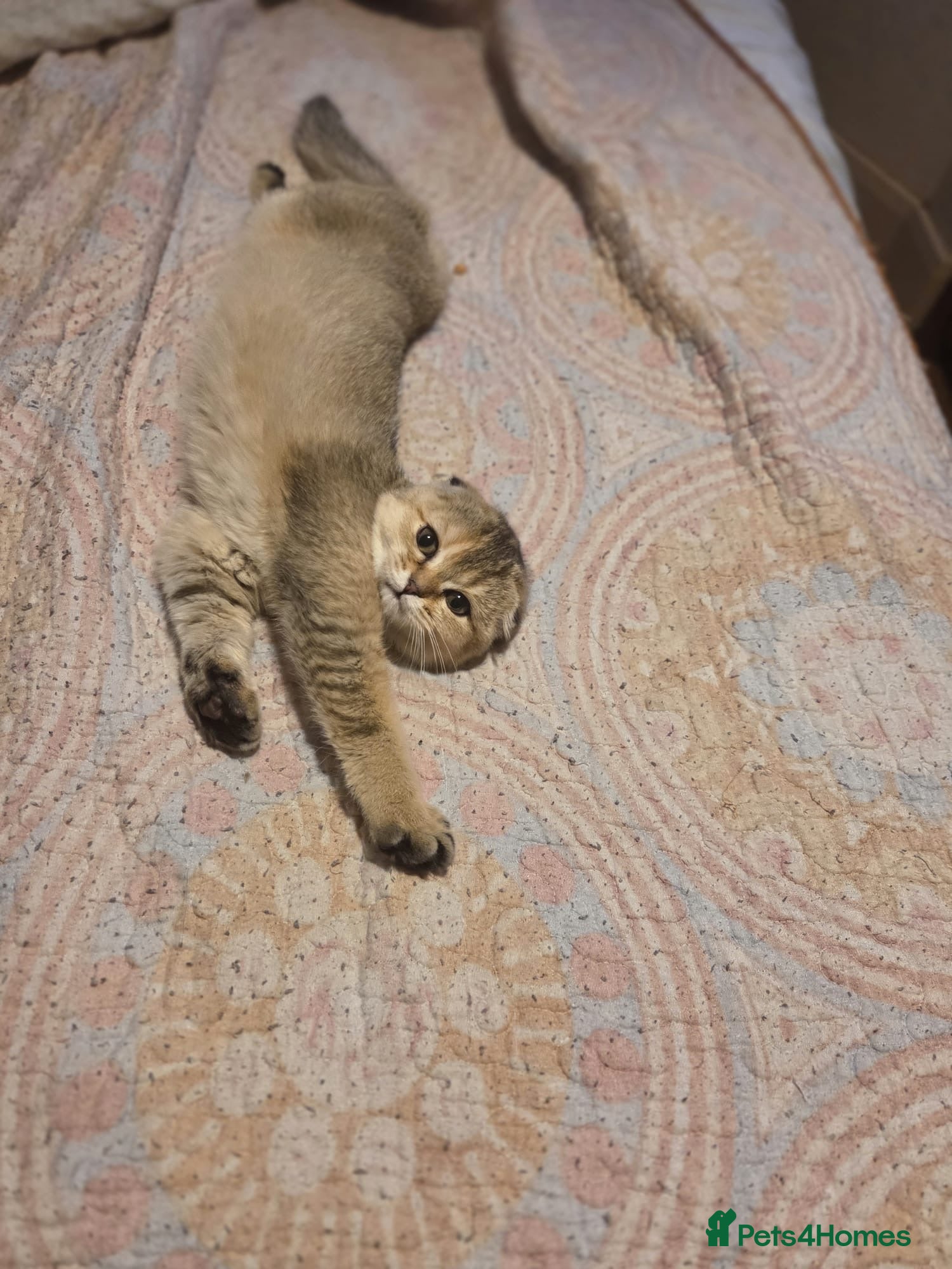 British Shorthair cats British fold  - Advert 2