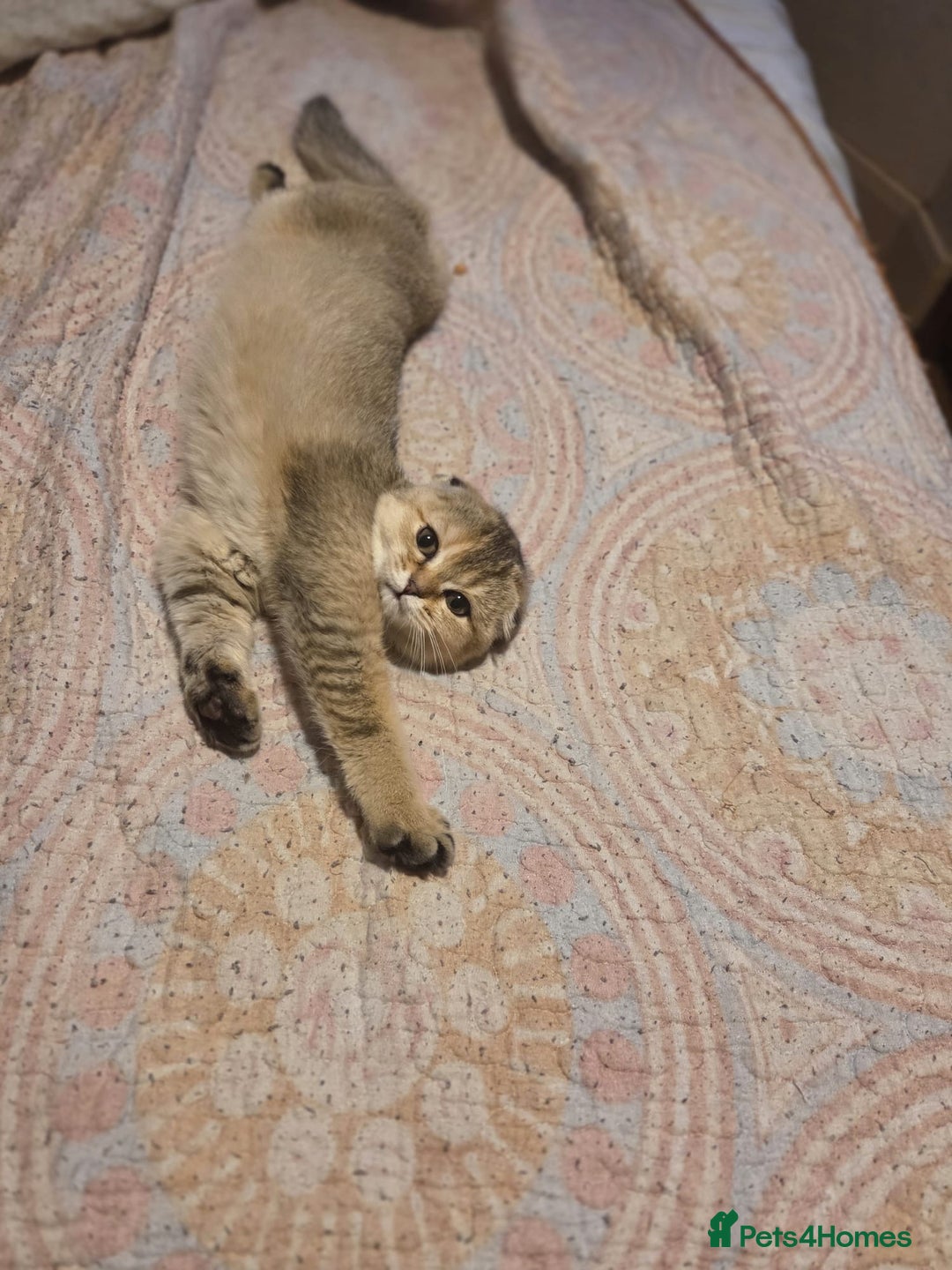 British Shorthair cats for sale: British fold  - Advert 1