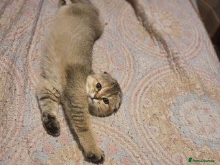 British Shorthair cats British fold - Advert 2