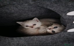 British Shorthair cats for sale: British shorthair - Image 14