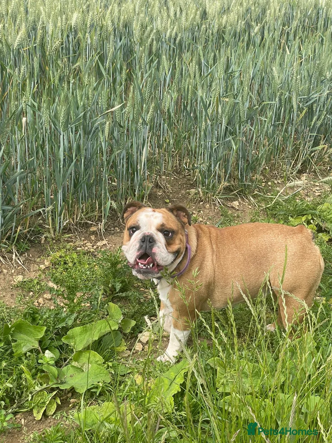 English Bulldog dogs for sale: Health Tested English Bulldog Litter in Banbury - Advert 12