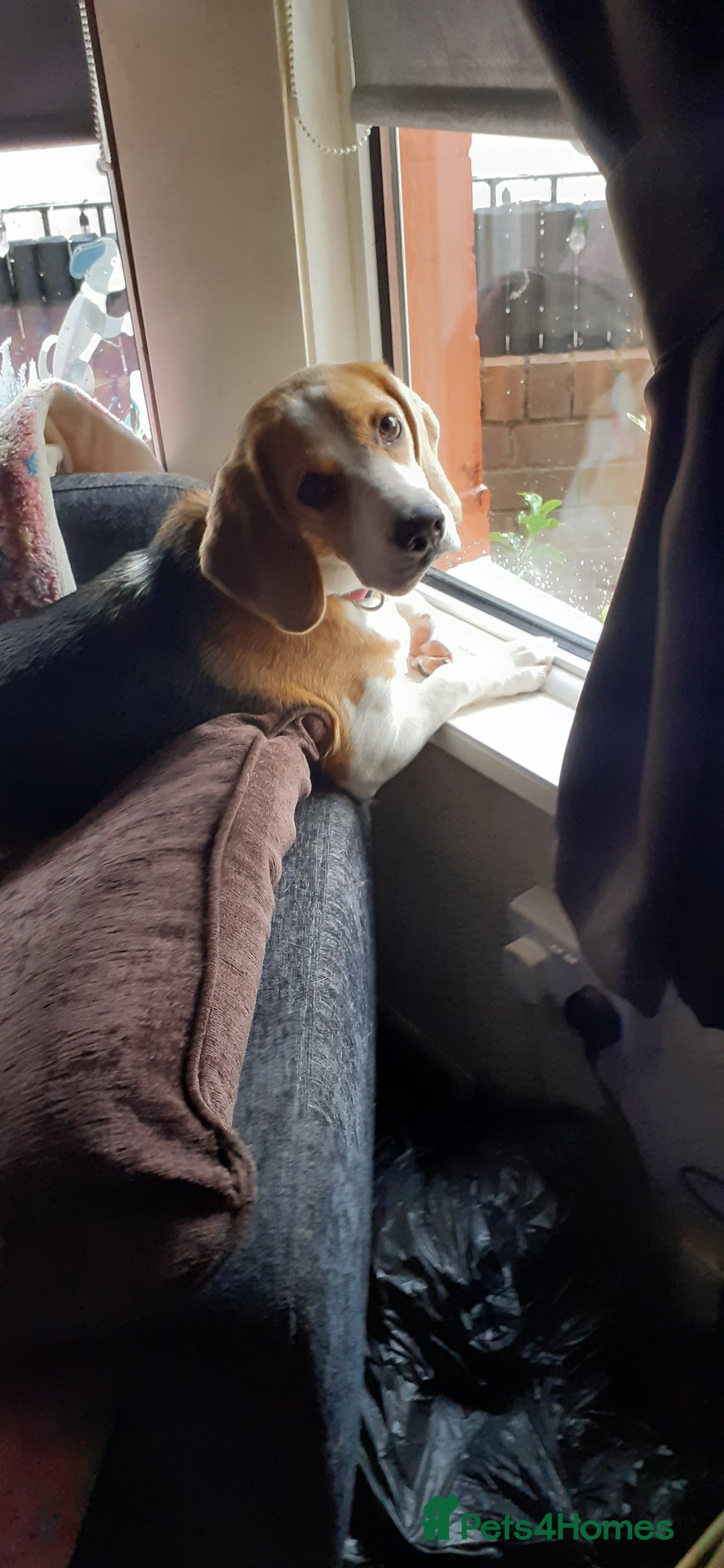 Beagle dogs for sale: Beagle - Image 2