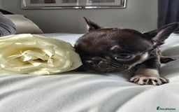 French Bulldog dogs for sale: French bulldog puppies  - Image 13