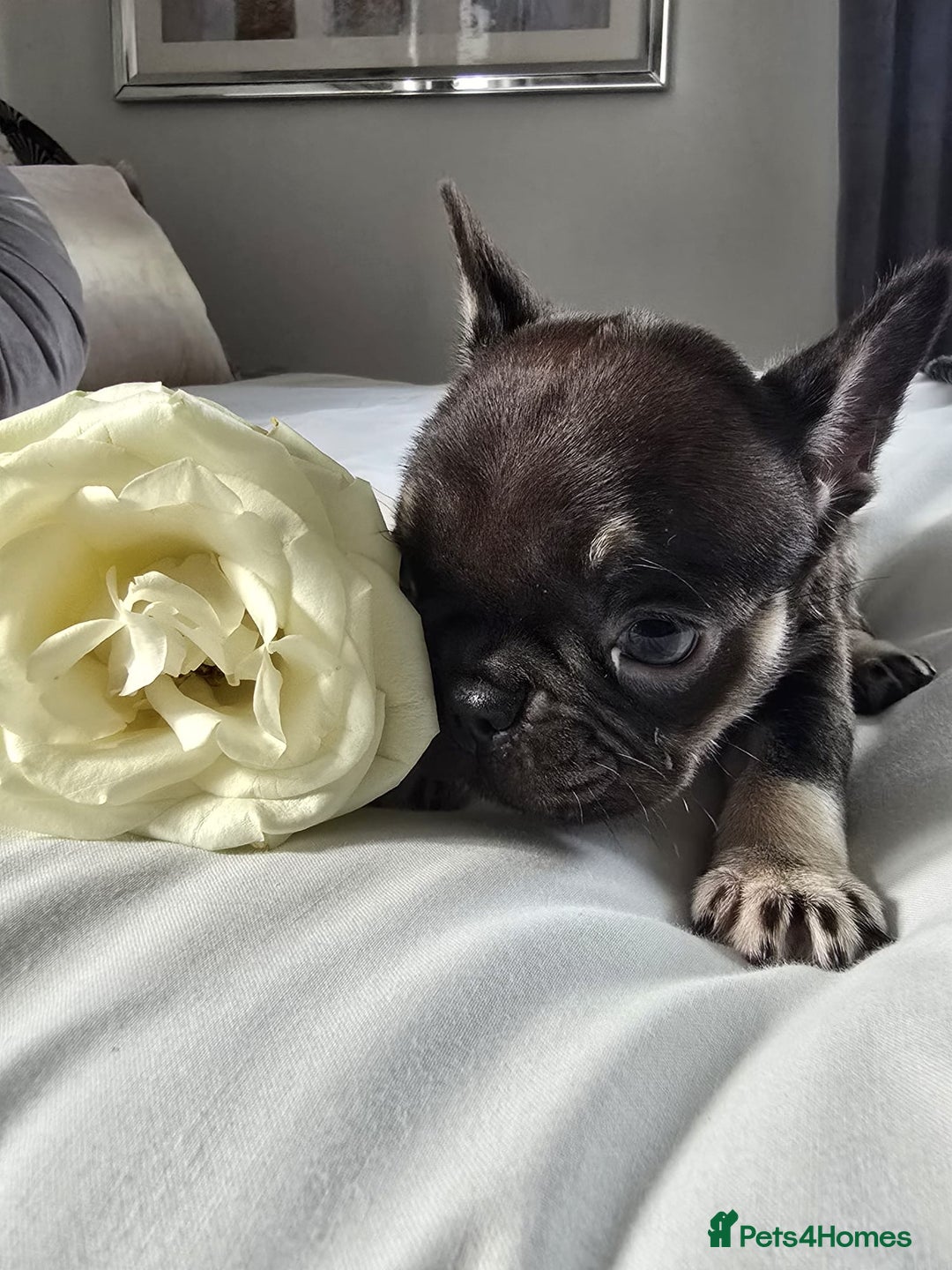 French Bulldog dogs for sale: French bulldog puppies  - Image 13