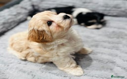 Havanese dogs for sale: 3 Beautiful Havanese Pedigree Puppies - Image 28