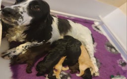 Cockapoo dogs for sale: F1 Cockapoos. DNA Health Tested  in Pershore - Image 19