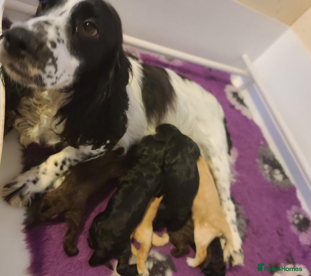 Cockapoo dogs for sale: F1 Cockapoos. DNA Health Tested  in Pershore - Image 19