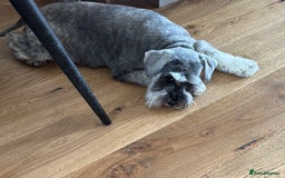 Mixed Breed dogs for sale: Miniature Schnauzer X Cockapoo - Image 7