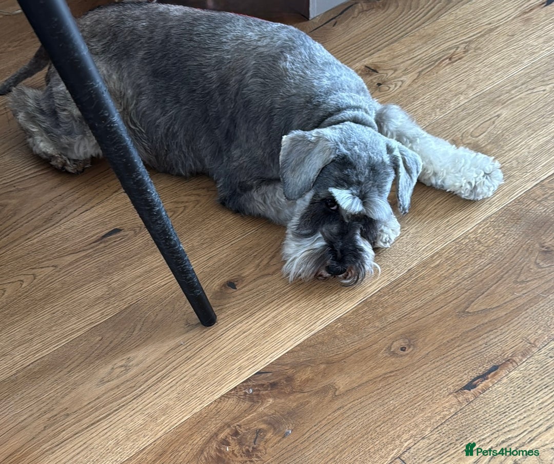 Mixed Breed dogs for sale: Miniature Schnauzer X Cockapoo - Image 7