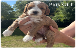 Australian Labradoodle dogs for sale: Pure Australian Labradoodle Puppies ready 30/09/25 - Image 15