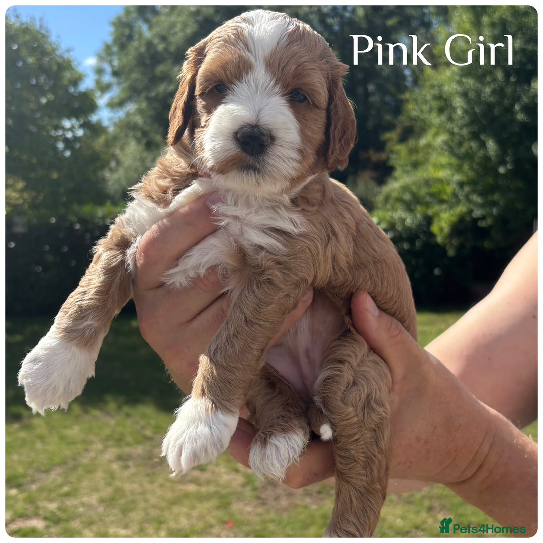 Australian Labradoodle dogs for sale: Pure Australian Labradoodle Puppies ready 30/09/25 - Image 15