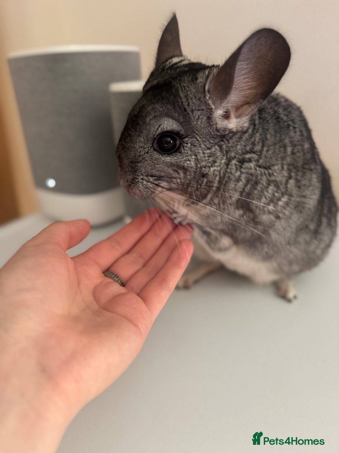 Chinchilla rodents for sale: 4 Female Chinchilla for sale  - Image 8