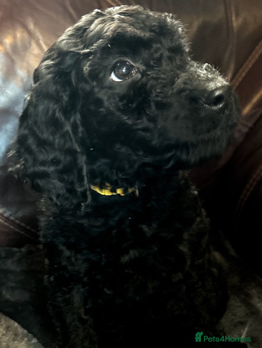 Labradoodle dogs for sale: stunning F2 labradoodle puppies... Available now - Advert 8