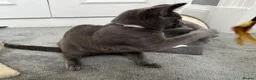 Russian Blue cats for sale: Russian Blue Kittens  - Advert 36