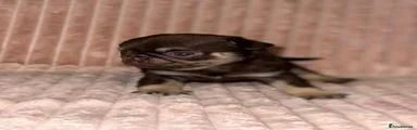 Pug 2