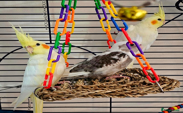 Cockatiels birds - Advert 2