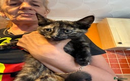 Mixed Breed cats for sale: A BOY AND A GIRL, READY NOW  - Image 15