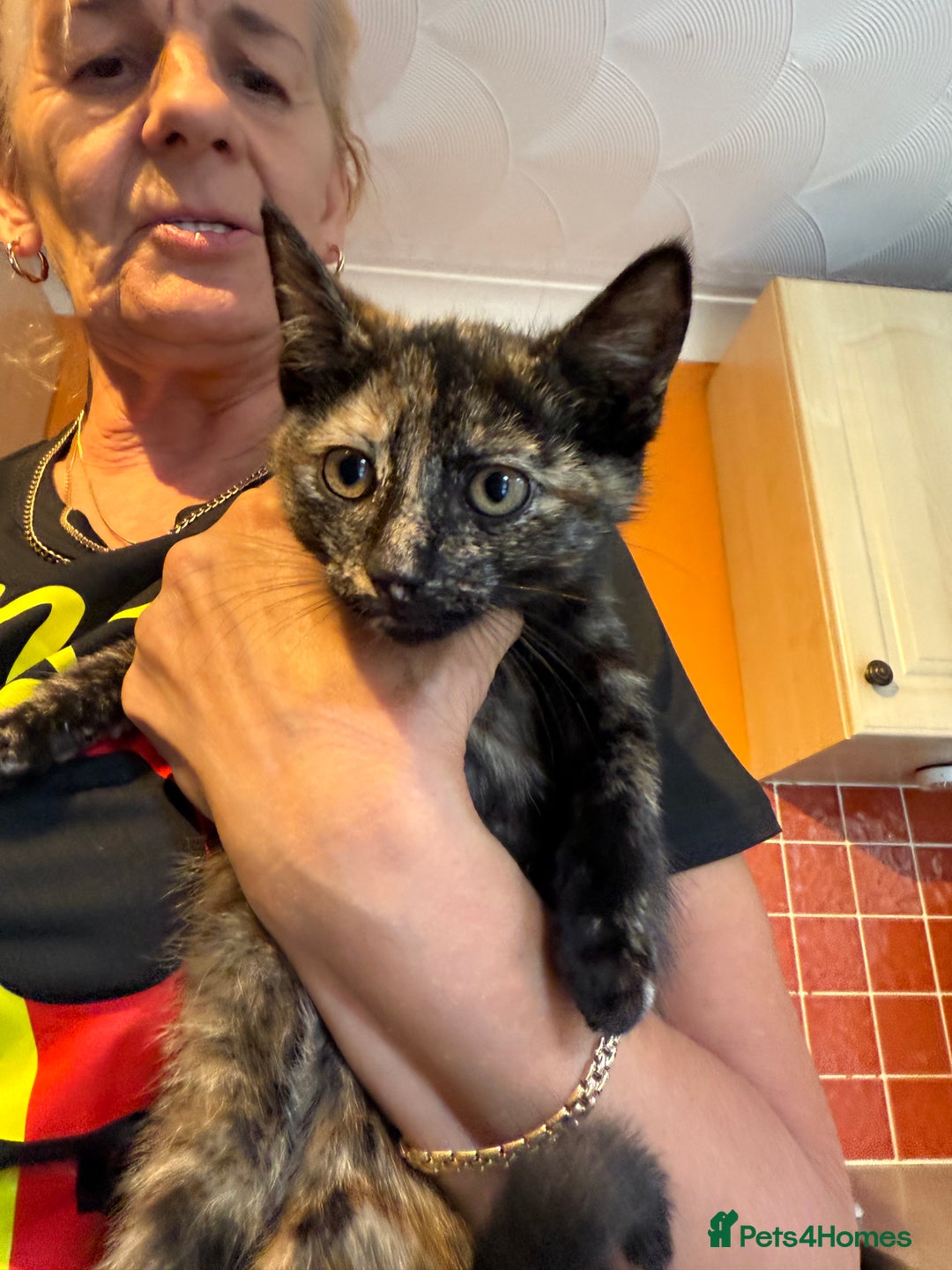 Mixed Breed cats for sale: A BOY AND A GIRL, READY NOW  - Image 15