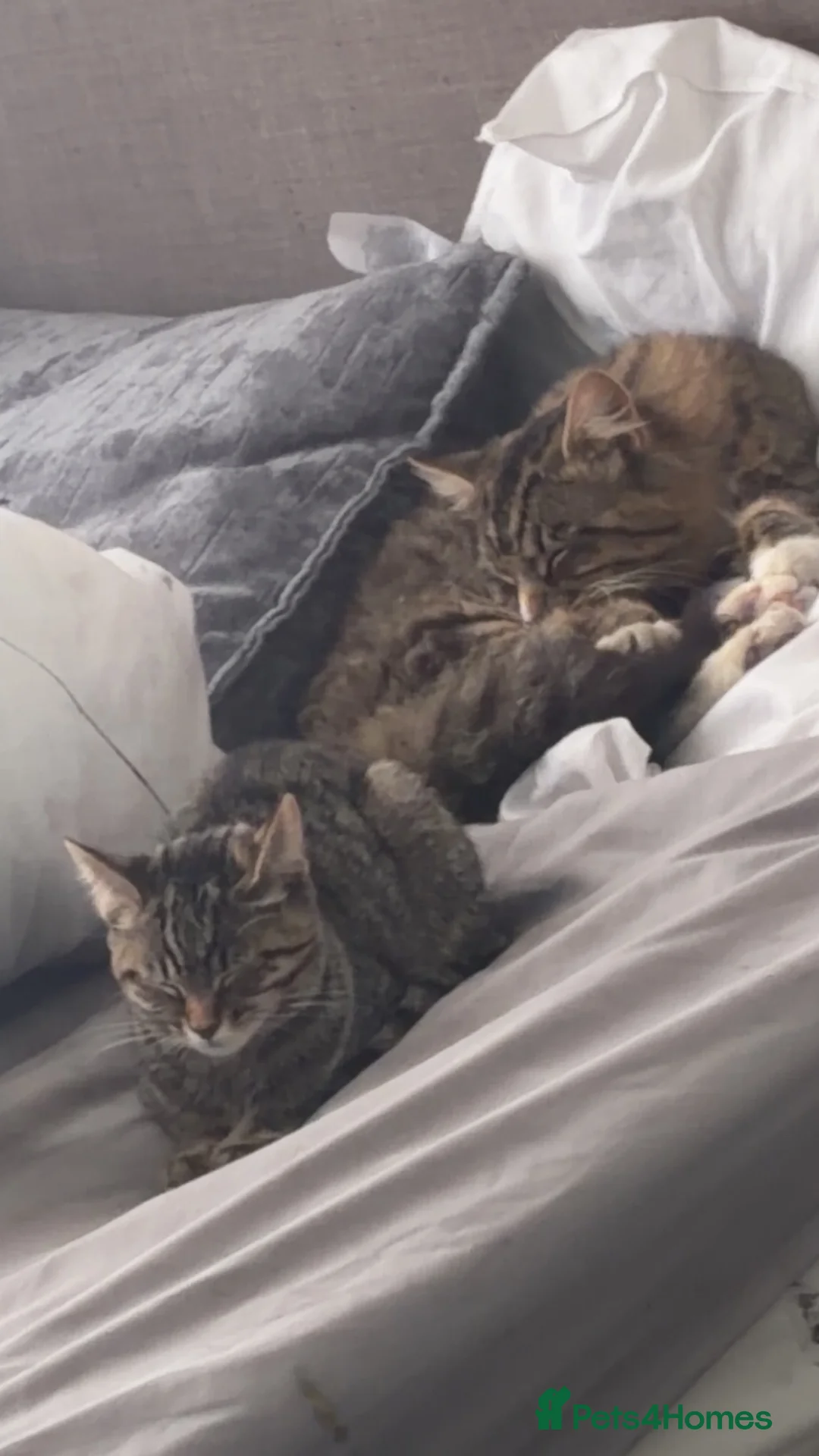 Domestic Shorthair cats for sale: Cats/kittens  in Leeds - Advert 2