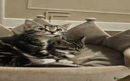 Maine Coon cats for sale: Tabby Maine coon x kittens. Ready to leave - Image 14