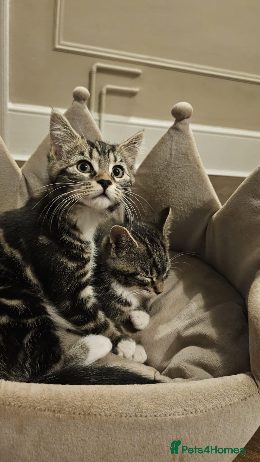 Maine Coon cats for sale: Tabby Maine coon x kittens. Ready to leave - Image 14